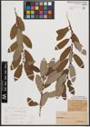 Foto von Salix caprea L. x Salix cinerea L.